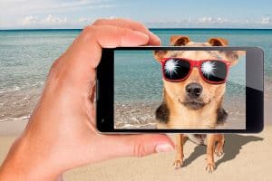 Top 5 Free Stock Photography Websites for Pet Businesses