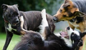 How to Grow your Pet Business Using a Facebook Group