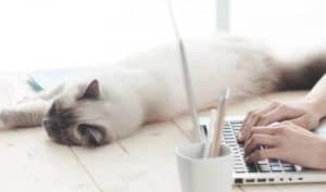 6 Facebook Marketing Strategies That Will Help Your Pet Business