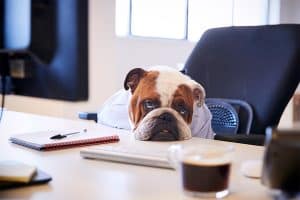 How to Boost Conversions on Your Pet Sitting Website