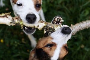 Is Your Pet Sitting Website Competing With Itself in Google?