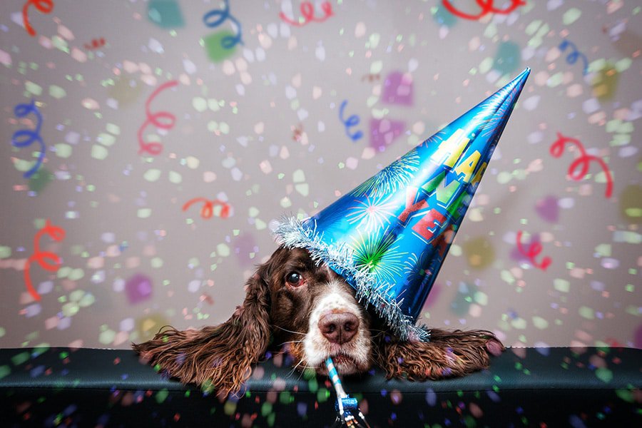 5 New Year Resolutions for Pet Business Owners in 2019
