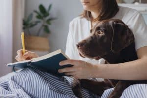 Pet Business Website Summer Prep Checklist