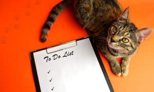 8 Things Every Pet Business Owner Must Do Before Summer Ends
